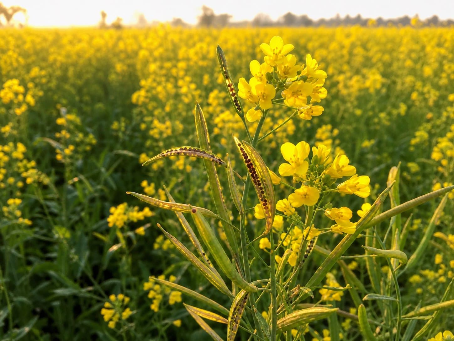 Flowering mustard oilseed crop in a farmer field