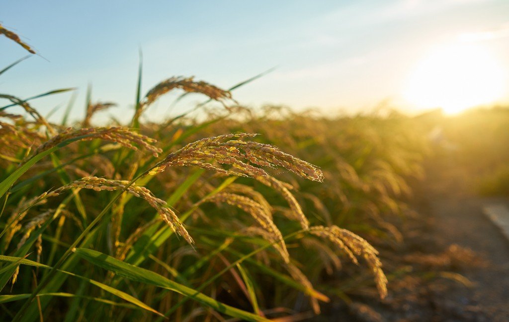Ripe rice panicles glowing in golden sunset light
