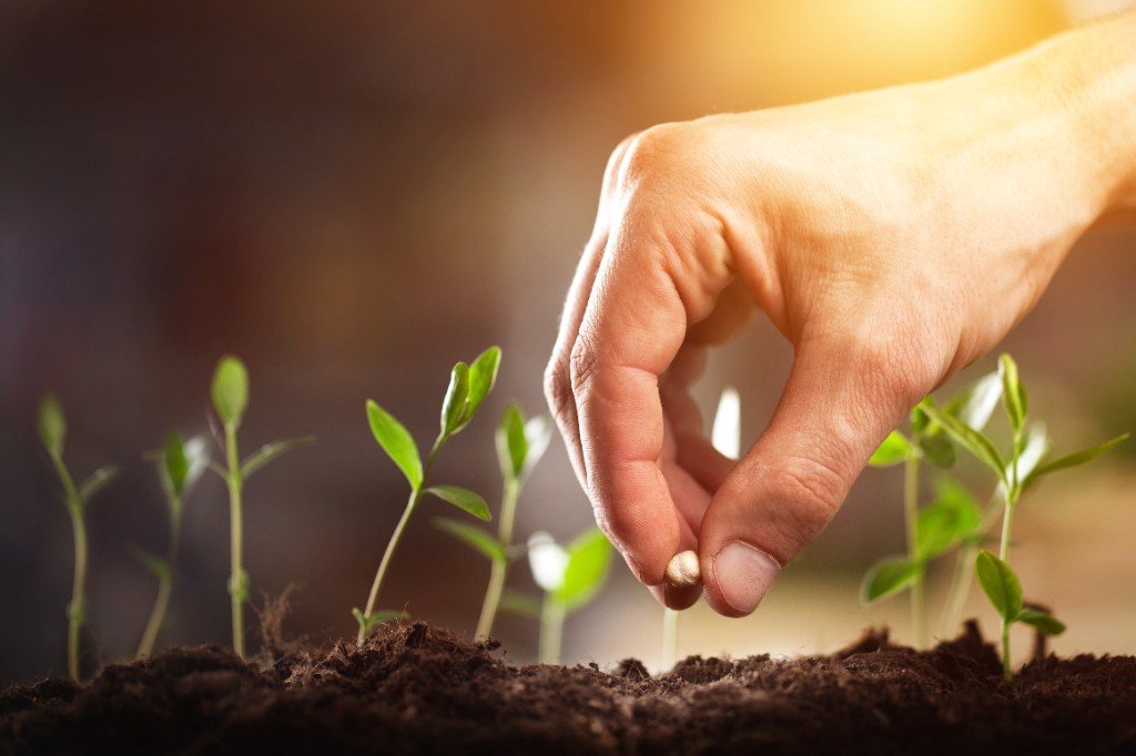 Hand planting a seed next to fresh green sprouts