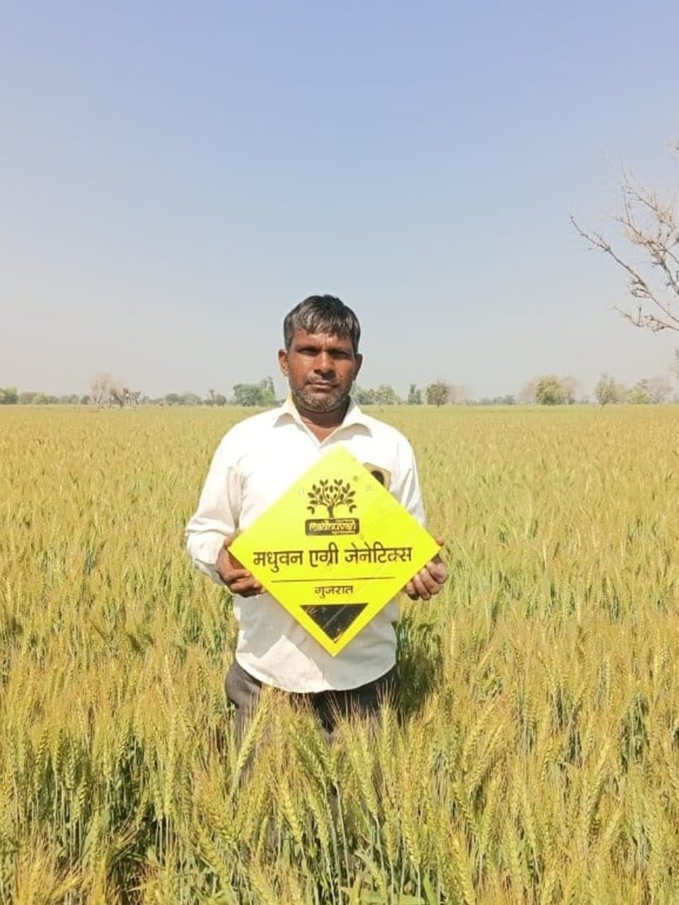 Madhuvan brand presence in a ripening wheat field
