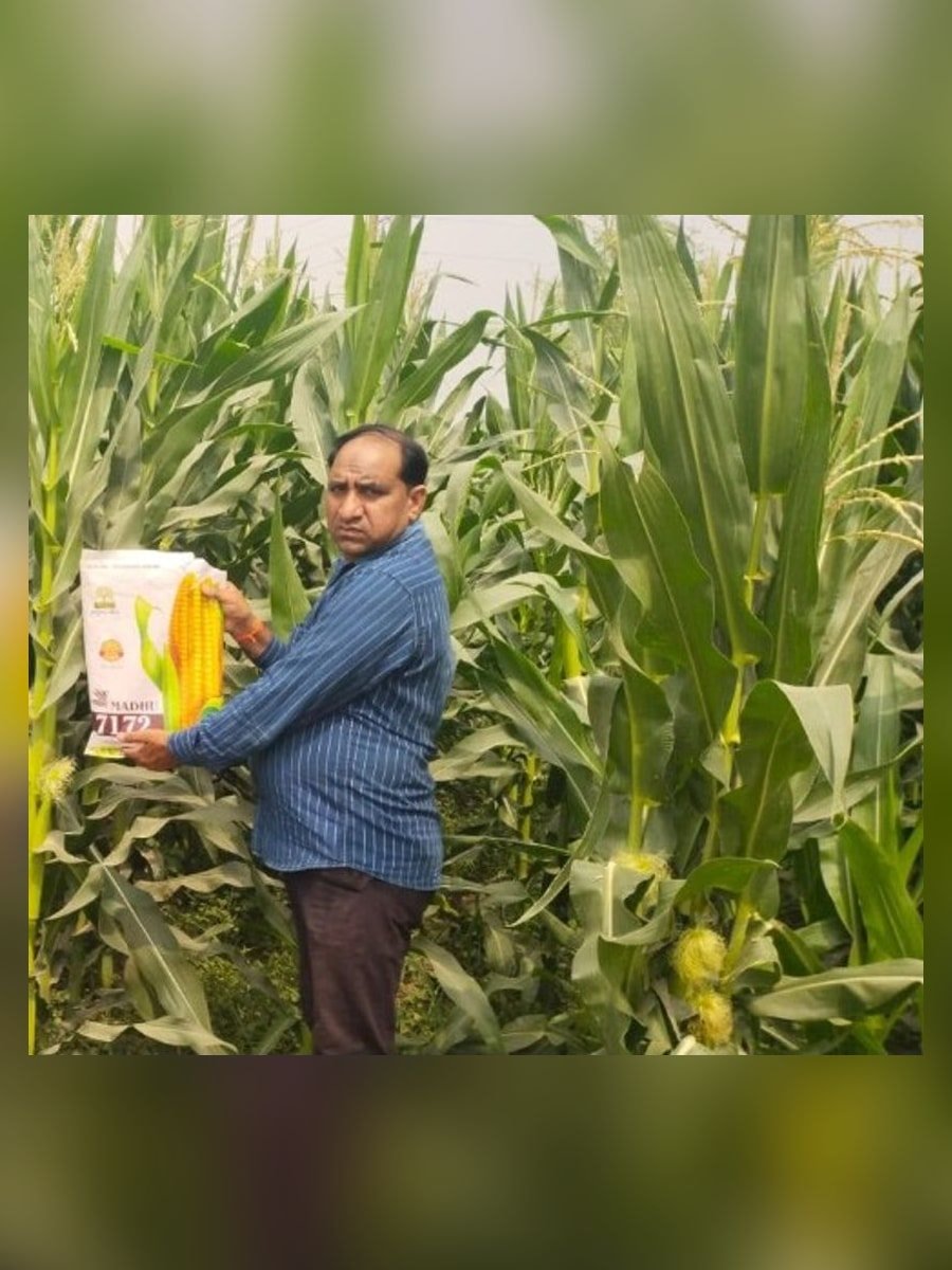 Farmer presenting Madhu 7172 hybrid maize seed bag in a cornfield