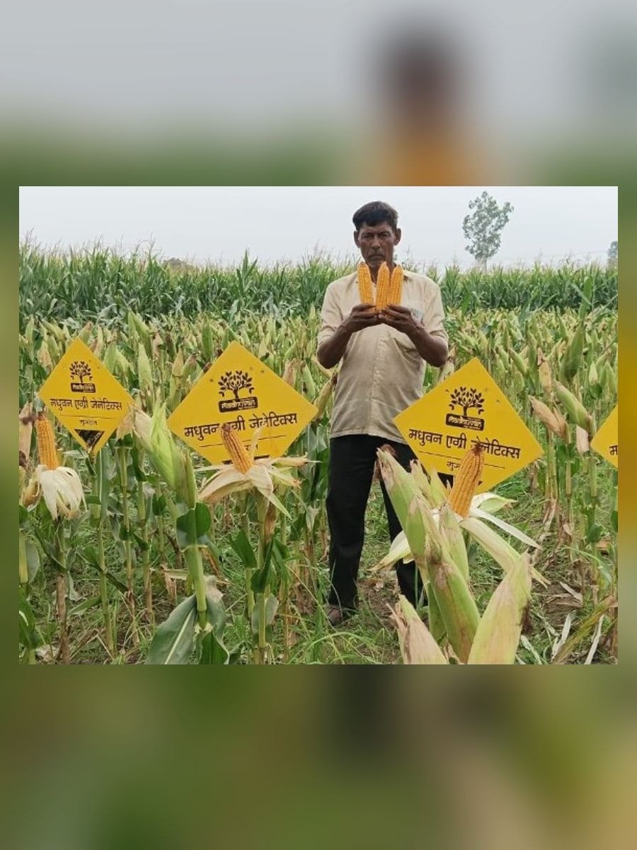 Farmer holding maize cobs beside Madhuvan field demonstration signs