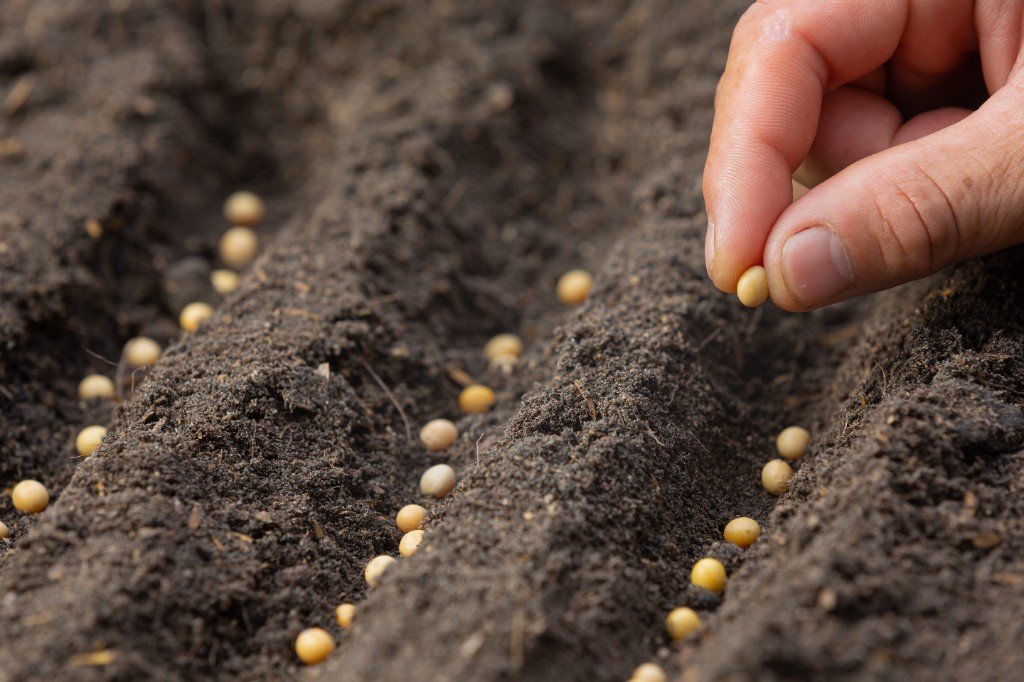 Hand sowing seed into fertile soil at the start of the Madhuvan journey