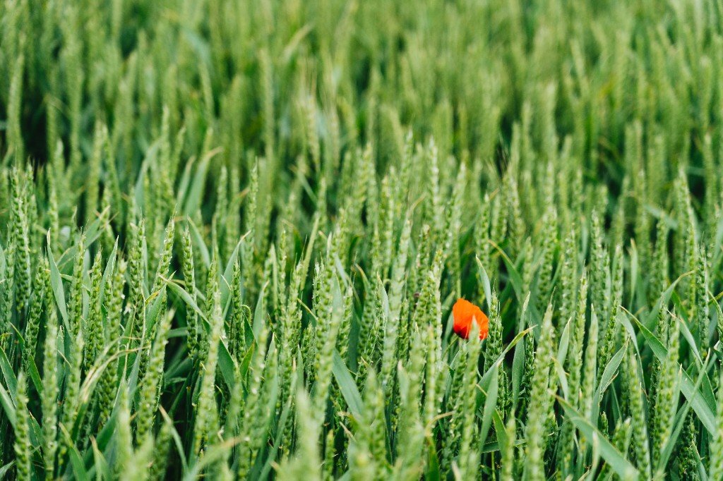Green crop field showing crop-focused seed performance