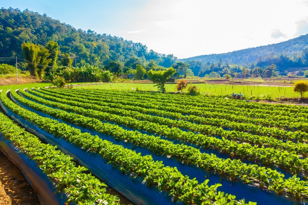 Expansive farm fields representing early distribution reach